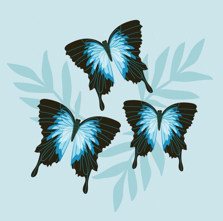 Ulysses Butterflies Card